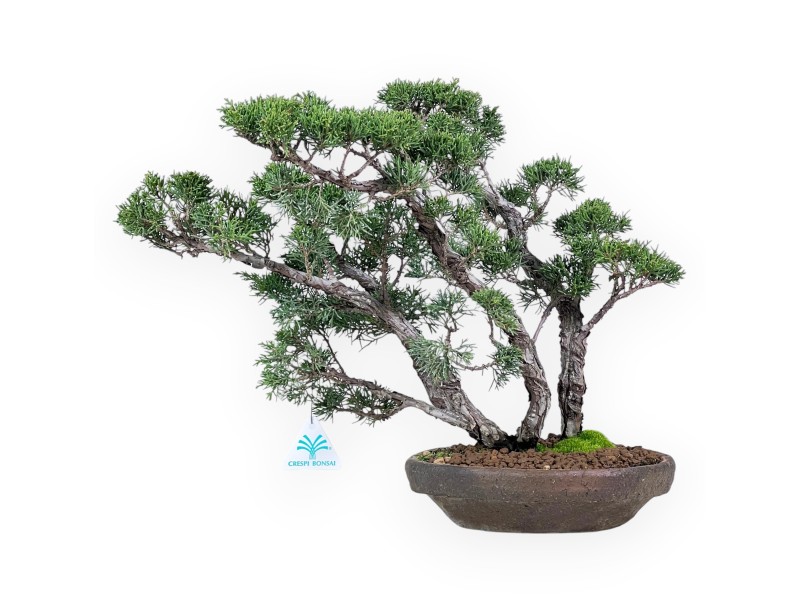Bonsai di ginepro da 36 cm | Vaso tondo grès