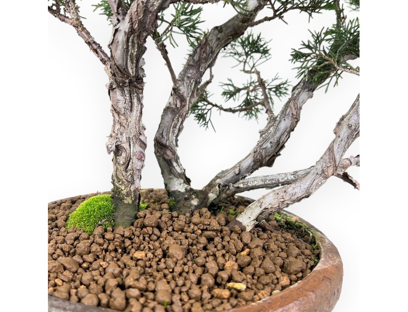 Bonsaï de genévrier de 36 cm | Pot rond en grès