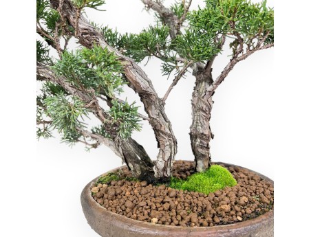 Bonsaï de genévrier de 36 cm | Pot rond en grès
