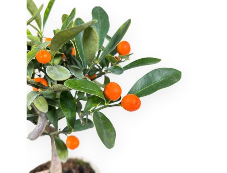 Citrus kinzu bonsai de 27 cm | Pot ovale crème