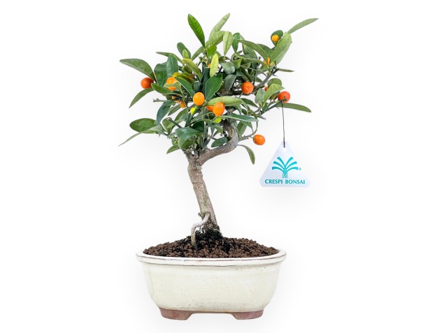 Citrus kinzu bonsai de 27 cm | Maceta oval crema