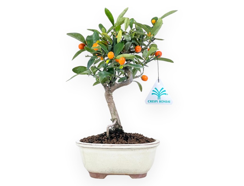Bonsai di Citrus kinzu da 27 cm | Vaso ovale crema