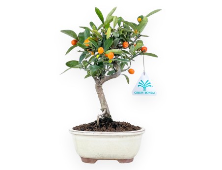 Citrus kinzu bonsai de 27 cm | Pot ovale crème
