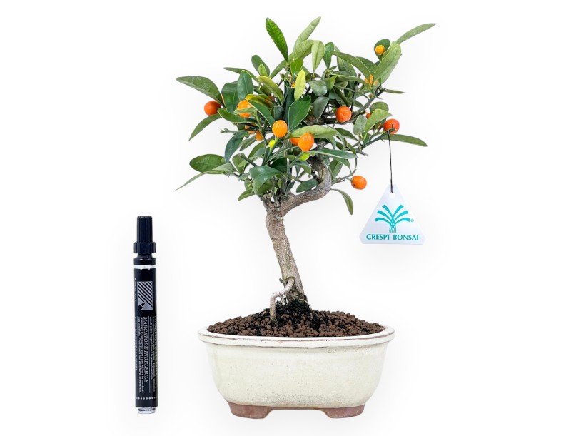 Citrus kinzu bonsai de 27 cm | Pot ovale crème