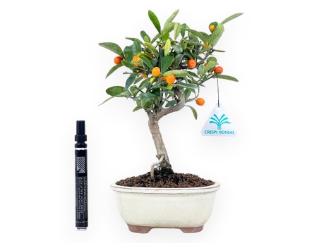 Citrus kinzu Bonsai von 27 cm | Creme oval Topf