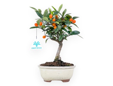 Citrus kinzu bonsai de 27 cm | Maceta oval crema