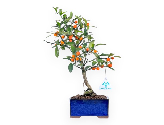 Citrus kinzu bonsai de 38 cm | Maceta cuadrada azul