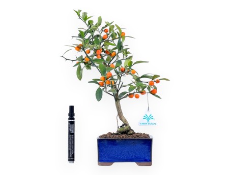 Citrus kinzu bonsai de 38 cm | Maceta cuadrada azul