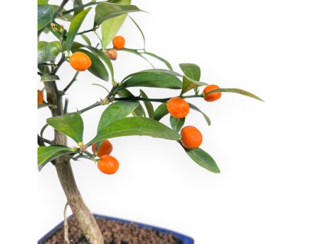 Citrus kinzu bonsai de 38 cm | Maceta cuadrada azul