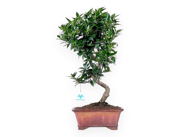 Citrus myrtifolia bonsai van 51 cm | Brons rechthoekige pot