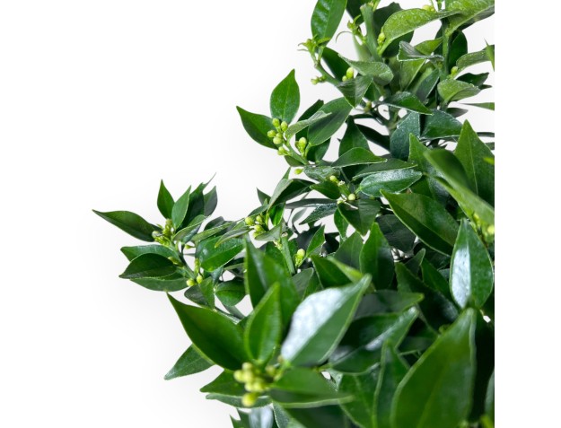 Citrus myrtifolia bonsai van 51 cm | Brons rechthoekige pot 2