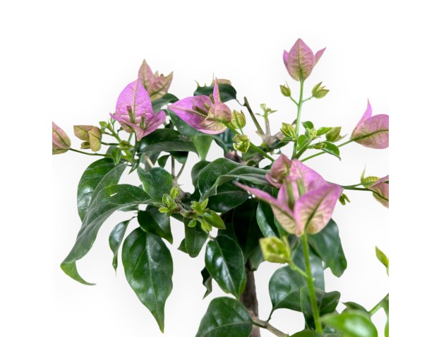 Bougainville bonsai van 30 cm | Blauw rechthoekige pot 2