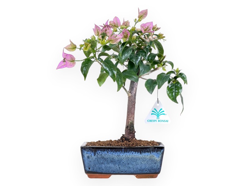 Bonsai di Bouganville da 30 cm | Vaso rettangolare blu