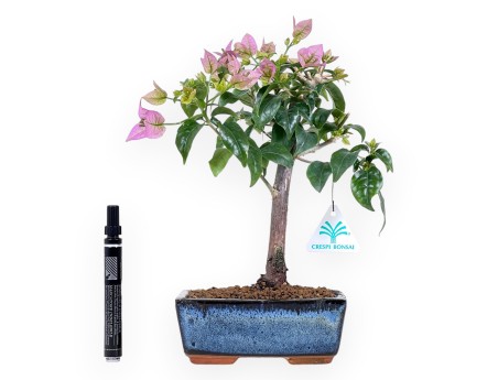 Bonsai di Bouganville da 30 cm | Vaso rettangolare blu