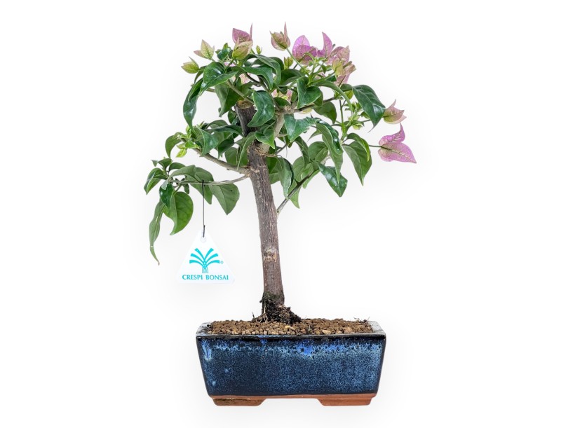 Bonsai di Bouganville da 30 cm | Vaso rettangolare blu