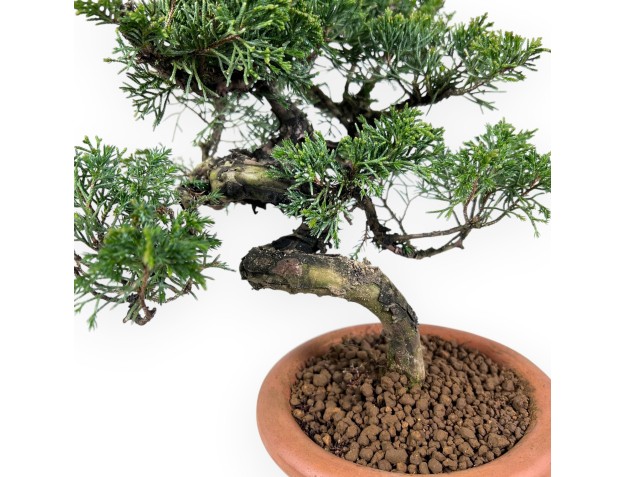 Bonsaï de genévrier de 32 cm|Pot rond de culture non émaillé 2