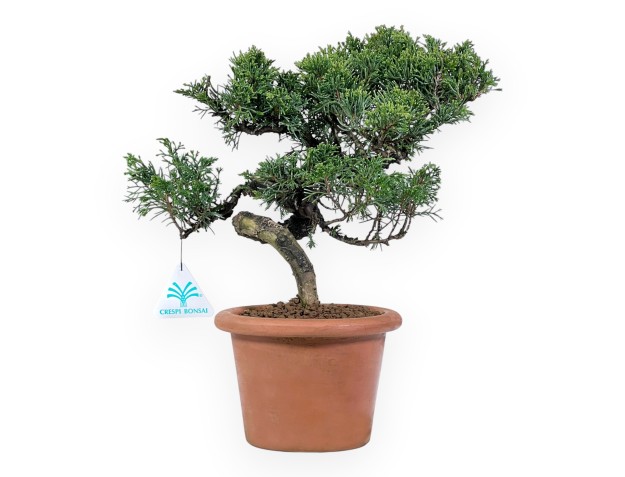 Wacholder Bonsai 32 cm | Rund unglasierten anzucht Topf