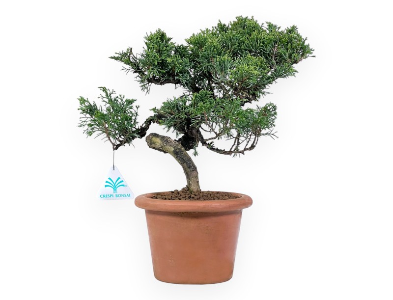 Bonsai di ginepro da 32 cm | Vaso tondo da coltivazione