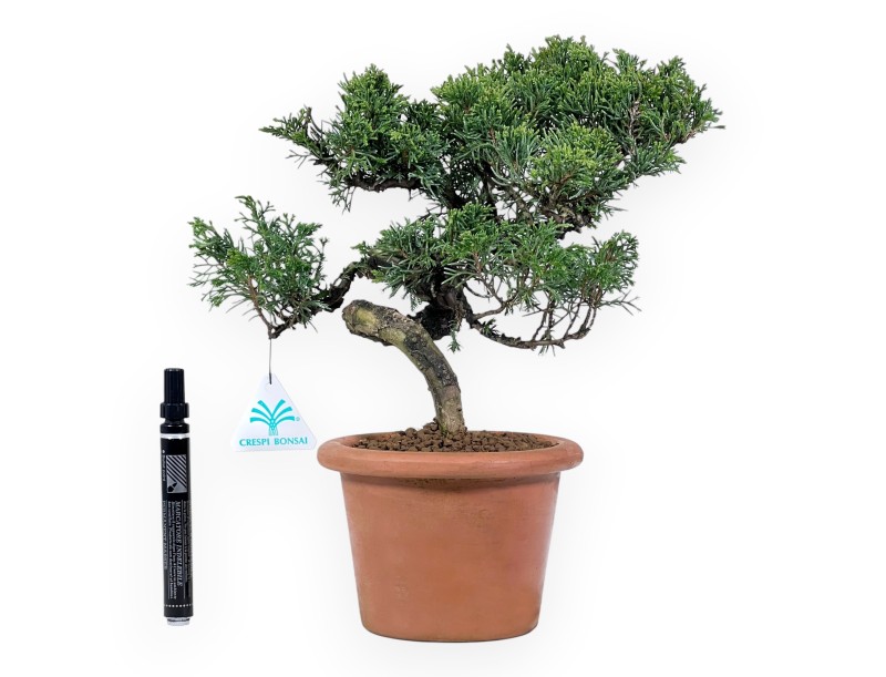 Bonsaï de genévrier de 32 cm|Pot rond de culture non émaillé