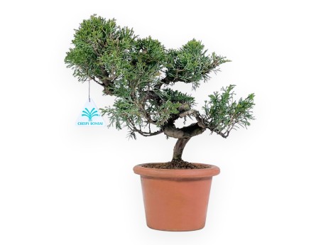 Bonsai di ginepro da 32 cm | Vaso tondo da coltivazione