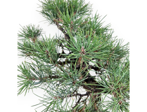 Pinus thunbergii bonsái de 55 cm | Maceta redondo de gres 2