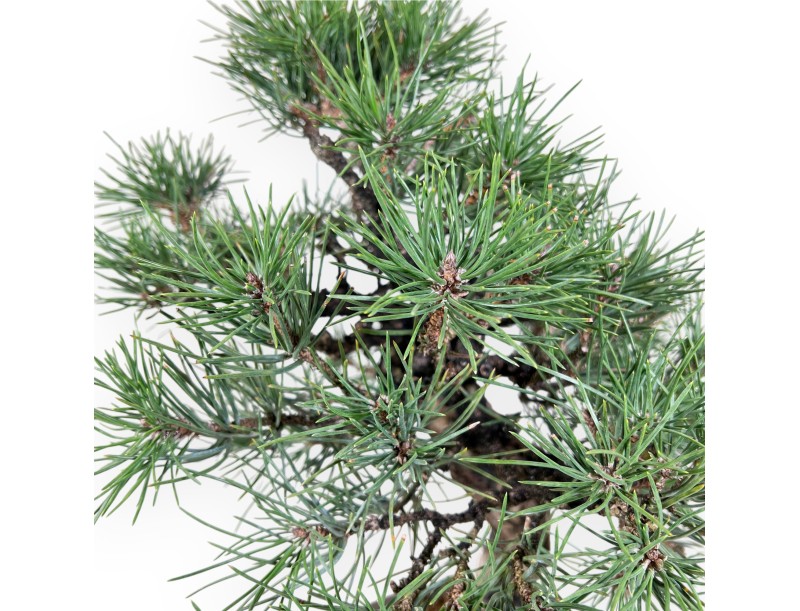 Pinus thunbergii bonsái de 55 cm | Maceta redondo de gres