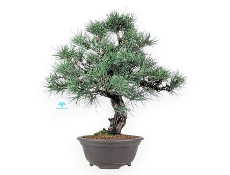 Pinus thunbergii bonsai van 55 cm | Rond ongeglazuurde pot