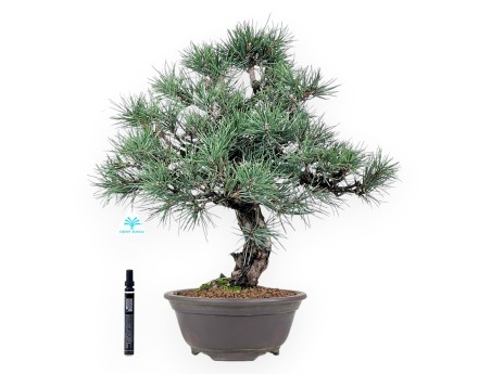 Pinus thunbergii bonsái de 55 cm | Maceta redondo de gres