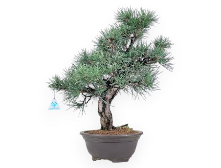 Bonsai di Pinus thunbergii da 55 cm | Vaso tondo grès