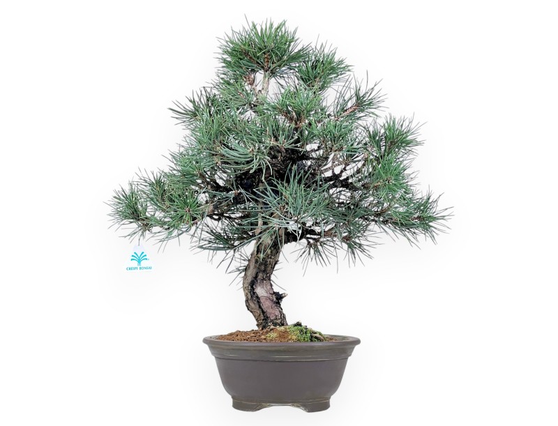 Pinus thunbergii bonsai van 55 cm | Rond ongeglazuurde pot