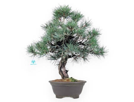 Pinus thunbergii bonsái de 55 cm | Maceta redondo de gres