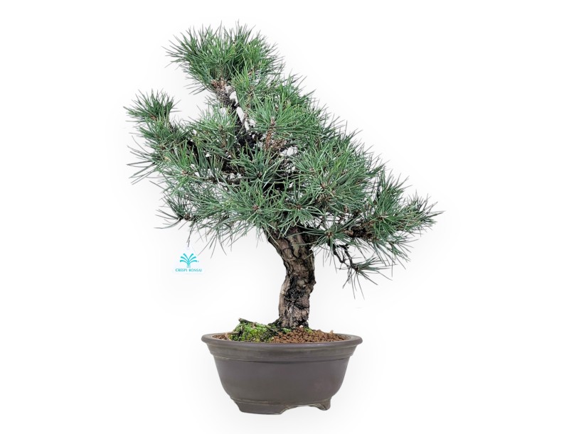 Pinus thunbergii bonsai de 55 cm | Pot rond en grès
