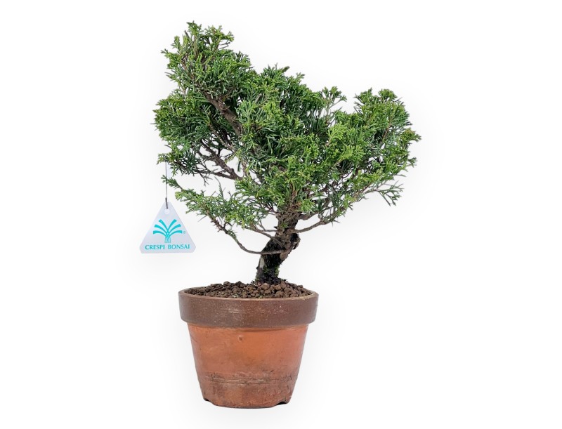Wacholder Bonsai 33 cm | Rund unglasierten anzucht Topf