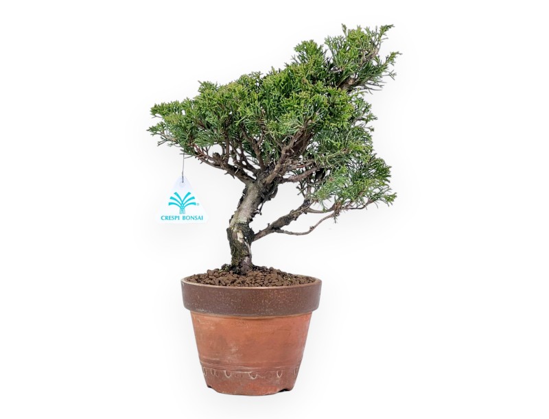 Bonsaï de genévrier de 33 cm|Pot rond de culture non émaillé