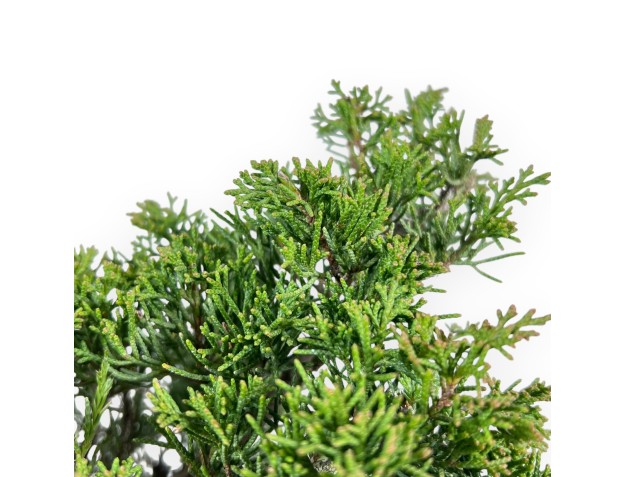 Wacholder Bonsai 33 cm | Rund unglasierten anzucht Topf 2