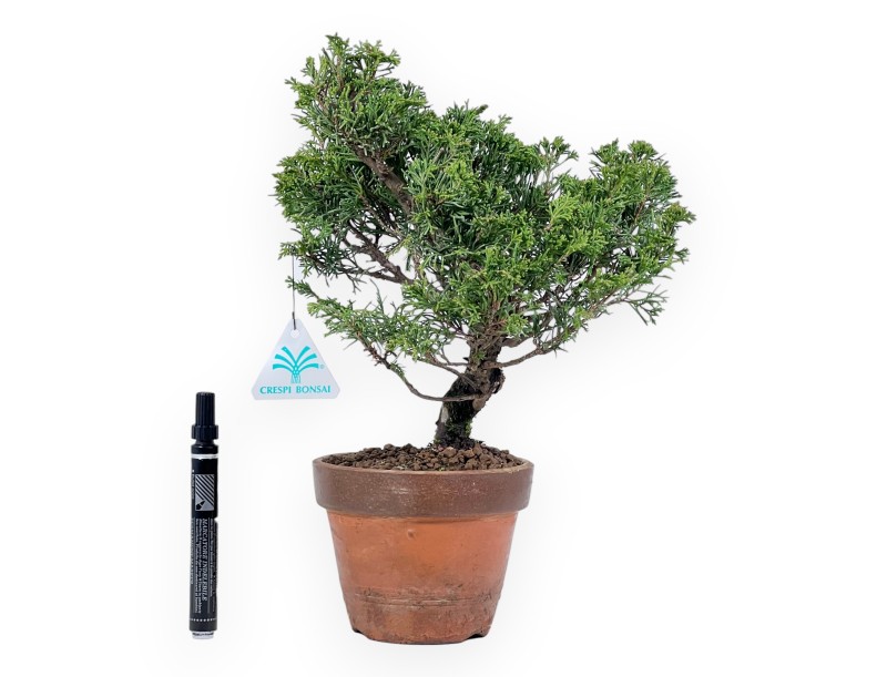 Enebro bonsái 33 cm | Maceta redondo de cultivo sin esmaltar