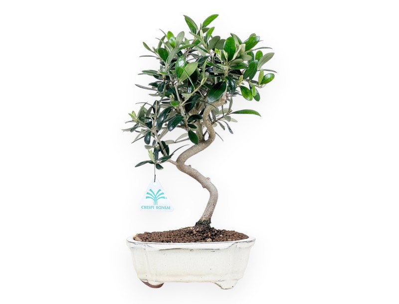 Olea bonsai 32 cm | Pot nuage crème
