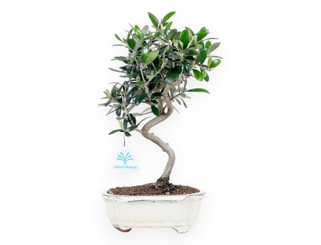 Olea bonsai 32 cm | Maceta nube crema