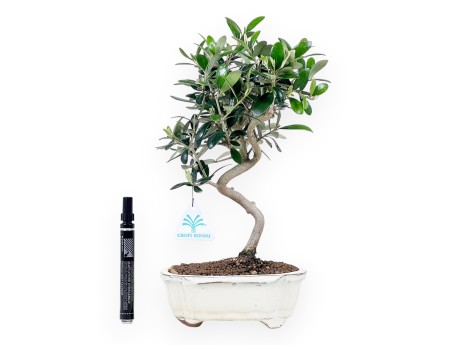 Olea bonsai 32 cm | Pot nuage crème