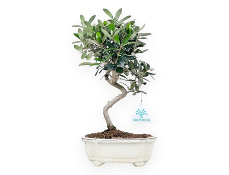 Olea Bonsai 32 cm | Creme Wolkentopf