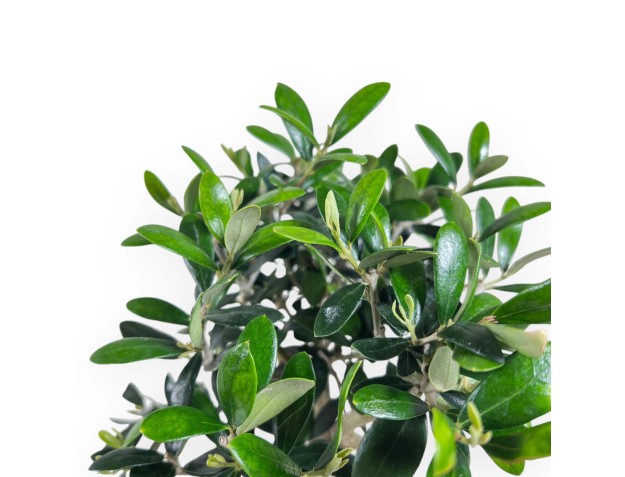 Olea bonsai 32 cm | Maceta nube crema 2