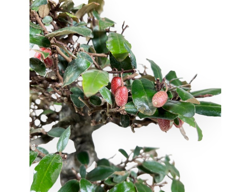 Bonsai di Elaeagnus pungens da 25 cm | Vaso ovale crema