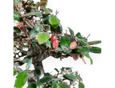Elaeagnus pungens bonsai 33 cm | Crème ovaal pot