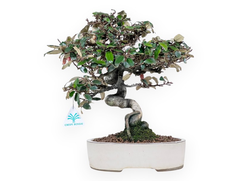 Elaeagnus pungens bonsaï de 33 cm | Pot ovale crème