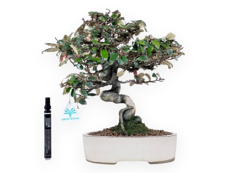 Elaeagnus pungens Bonsai von 33 cm | Creme oval Topf