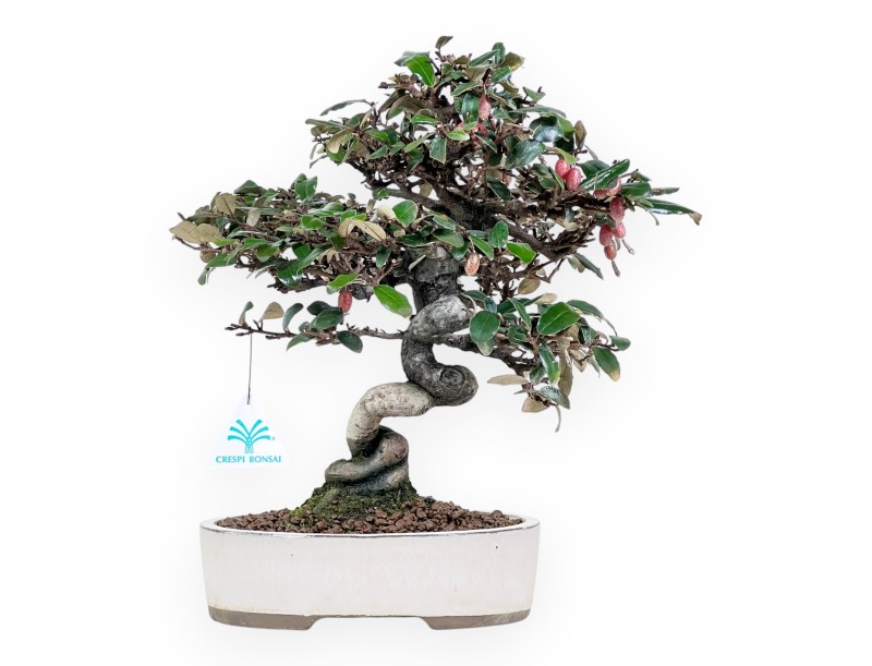 Bonsai di Elaeagnus pungens da 25 cm | Vaso ovale crema