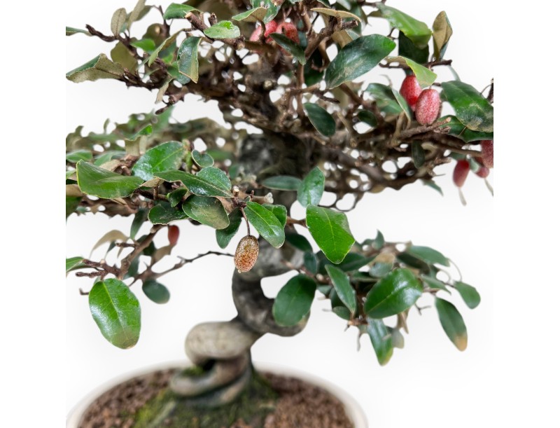 Elaeagnus pungens bonsaï de 33 cm | Pot ovale crème