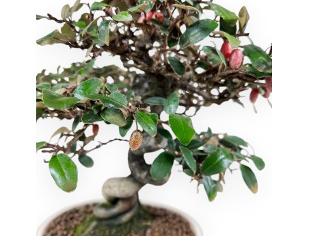 Elaeagnus pungens bonsai 33 cm | Cream oval pot