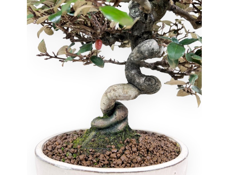 Elaeagnus pungens bonsai 33 cm | Crème ovaal pot