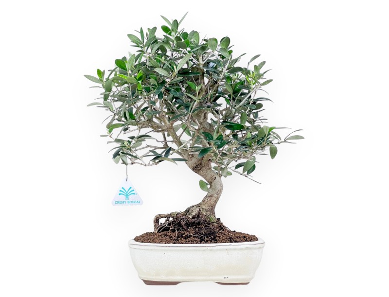 Olea bonsai 39 cm | Creme ovale pot